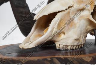 Photo Textures of Mouflon Skull 